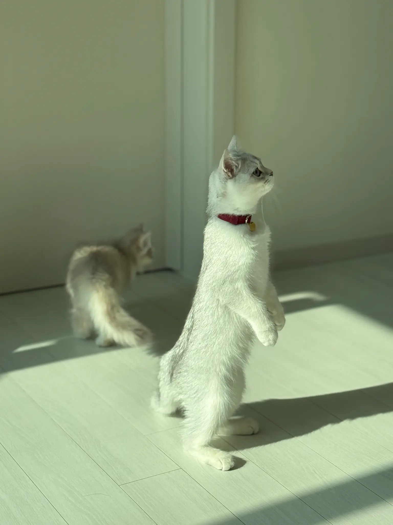 고양이