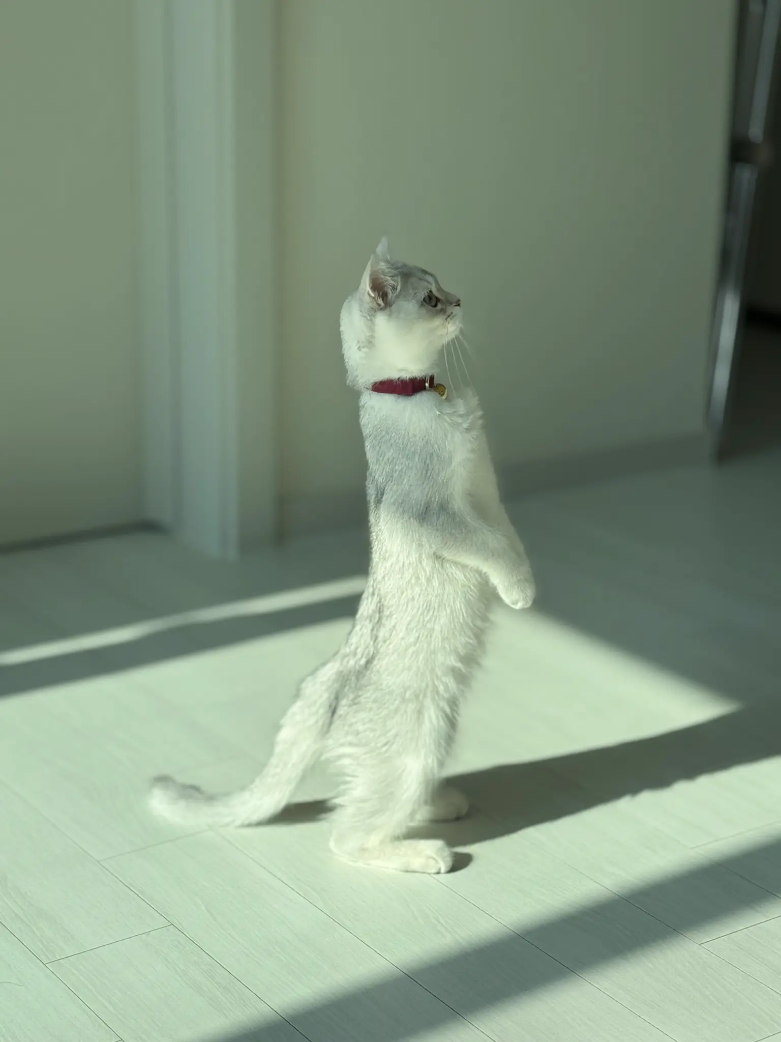 고양이