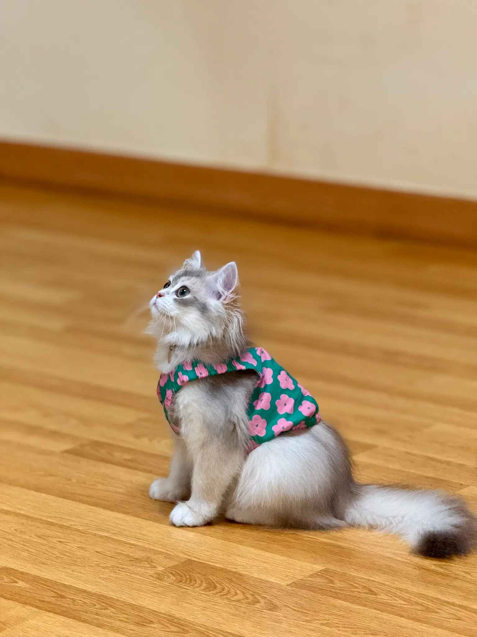 고양이
