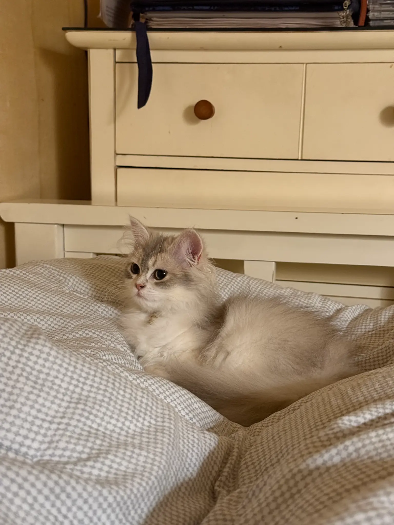 고양이