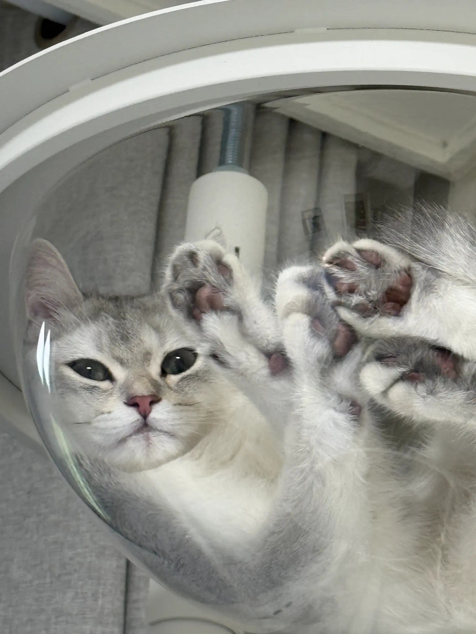 고양이