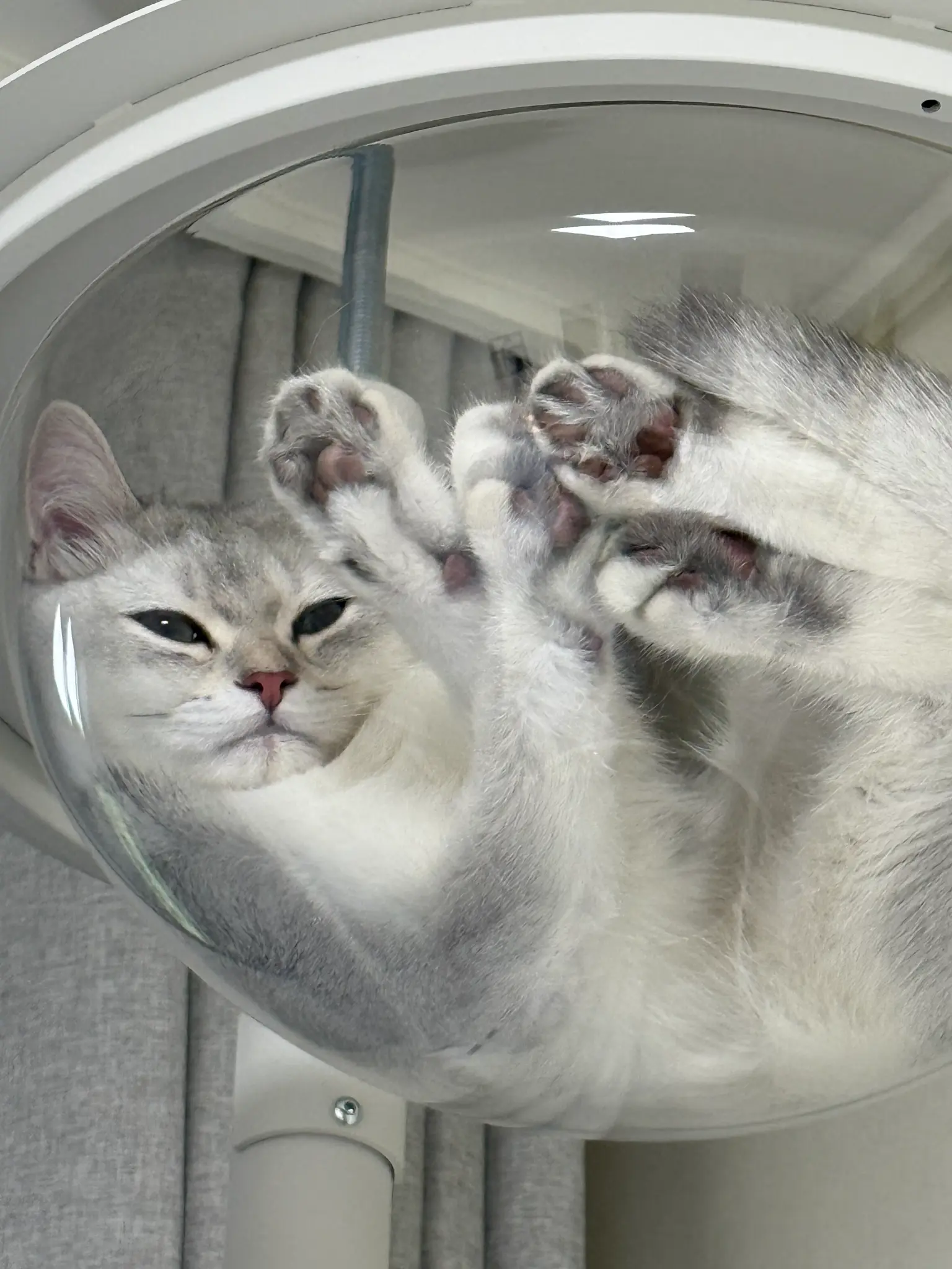 고양이