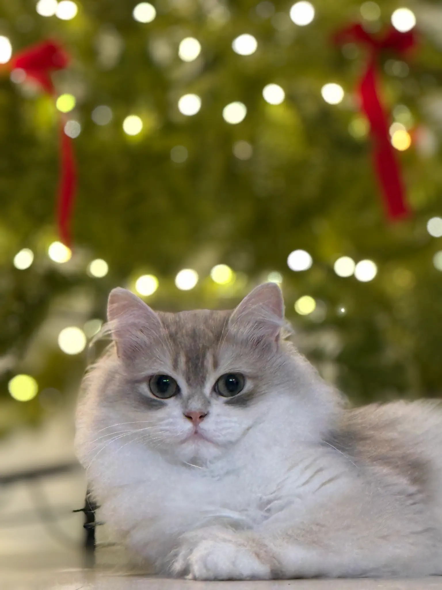 단테와 몰리 고양이 - 단테 클로즈업 😻