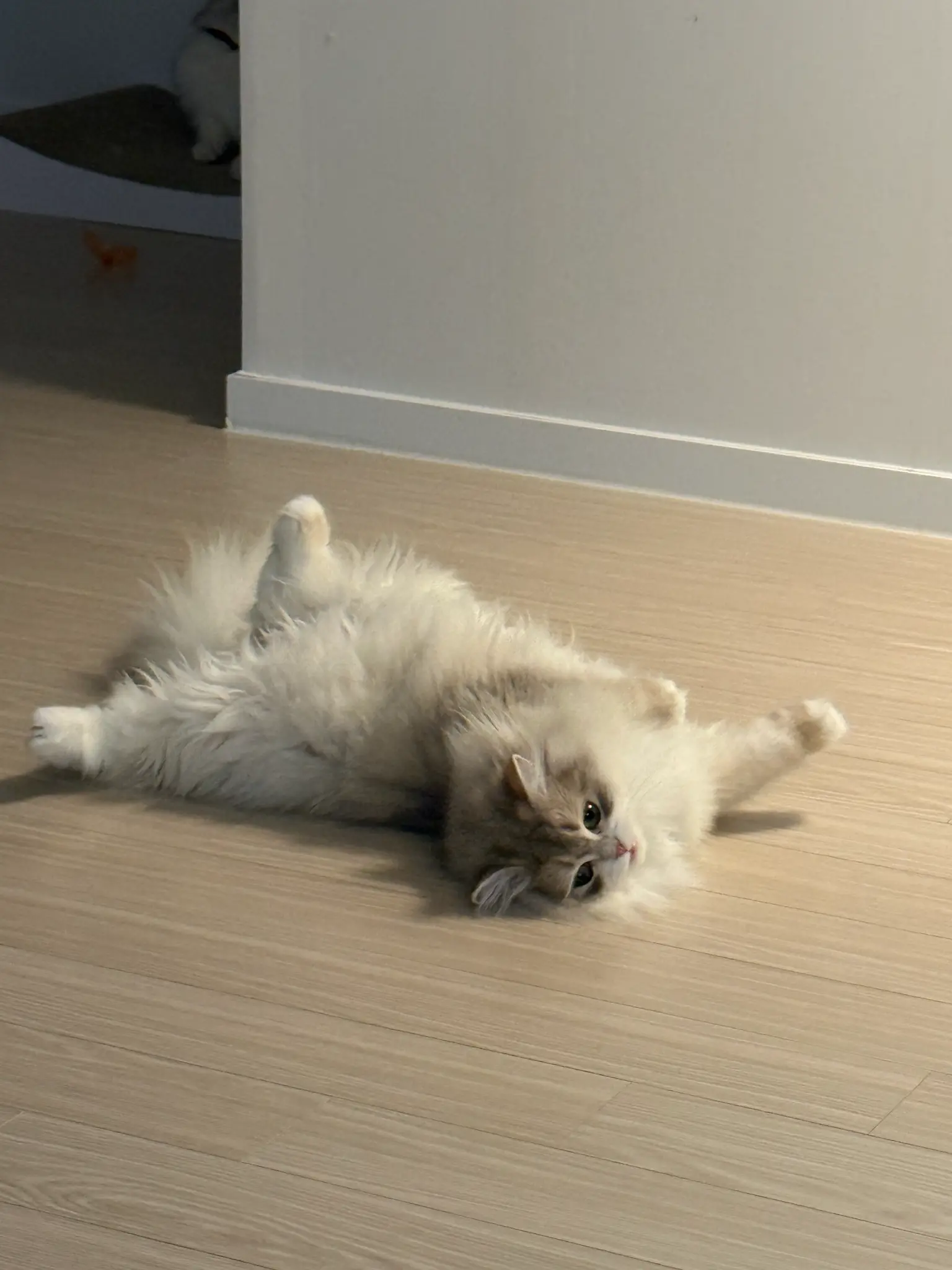 단테와 몰리 고양이 - 오늘도 잘생겼다 ✨