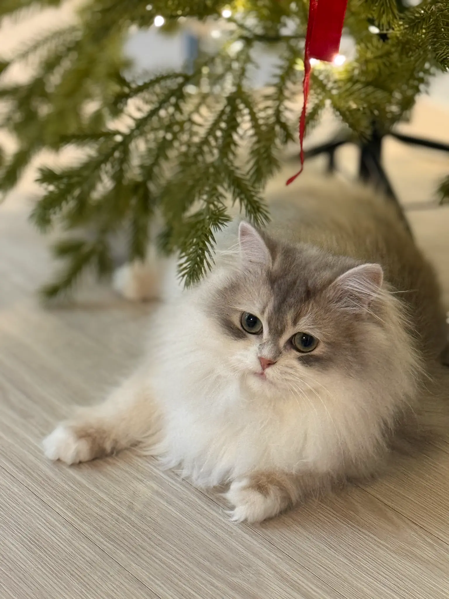 단테와 몰리 고양이 - 브리티쉬 롱헤어 💕