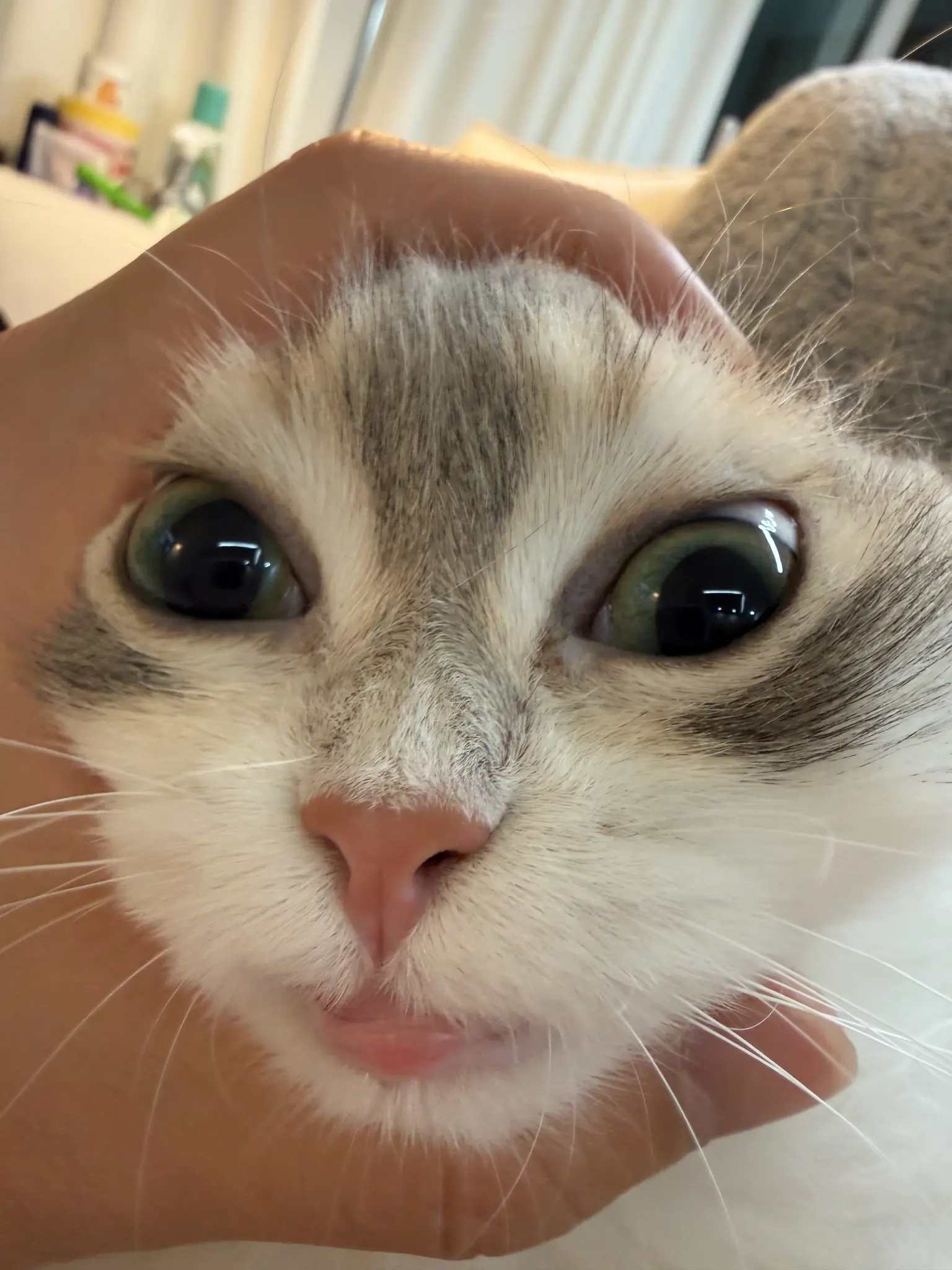 츄르 주세요 🍡