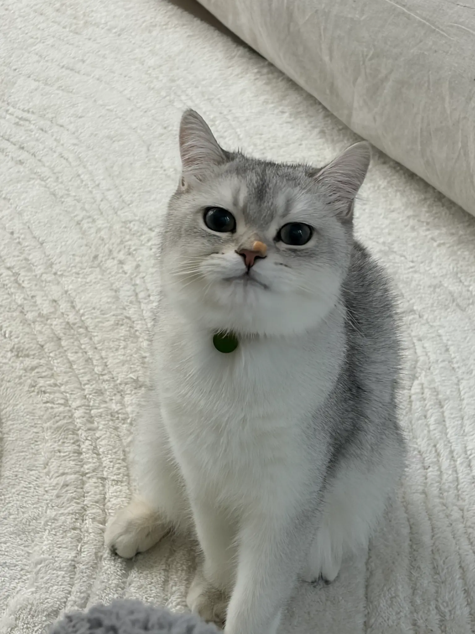 단테와 몰리 고양이 - 집사야 놀자 🐱