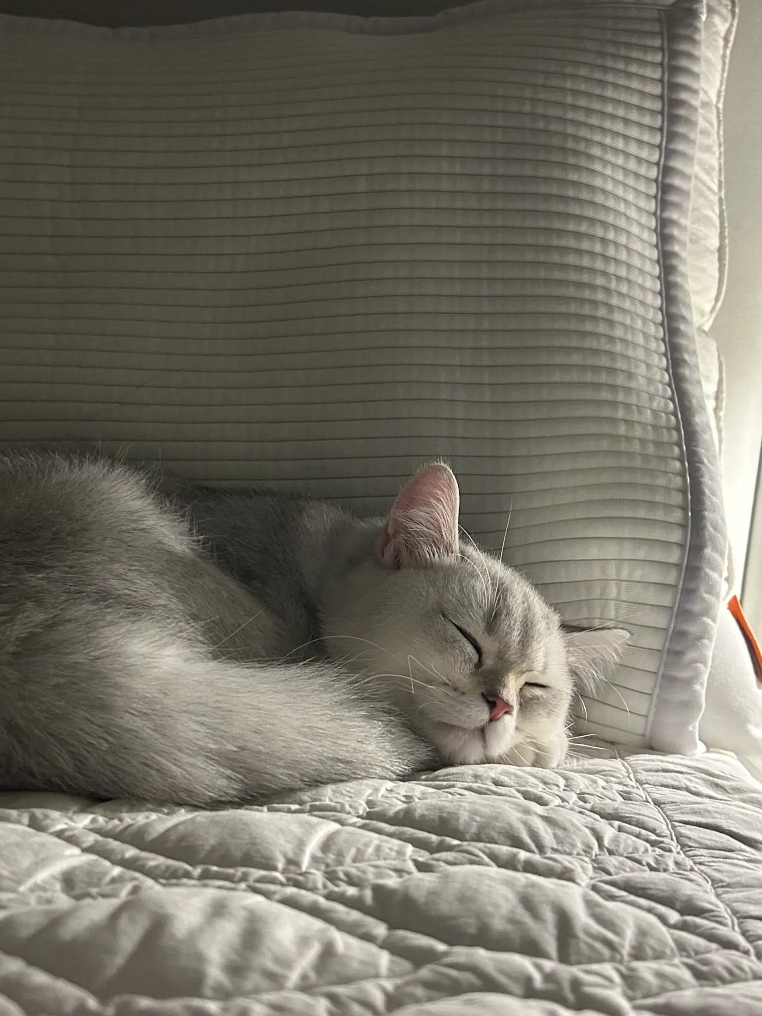 단테와 몰리 고양이 - 포근한 오후 ☀️