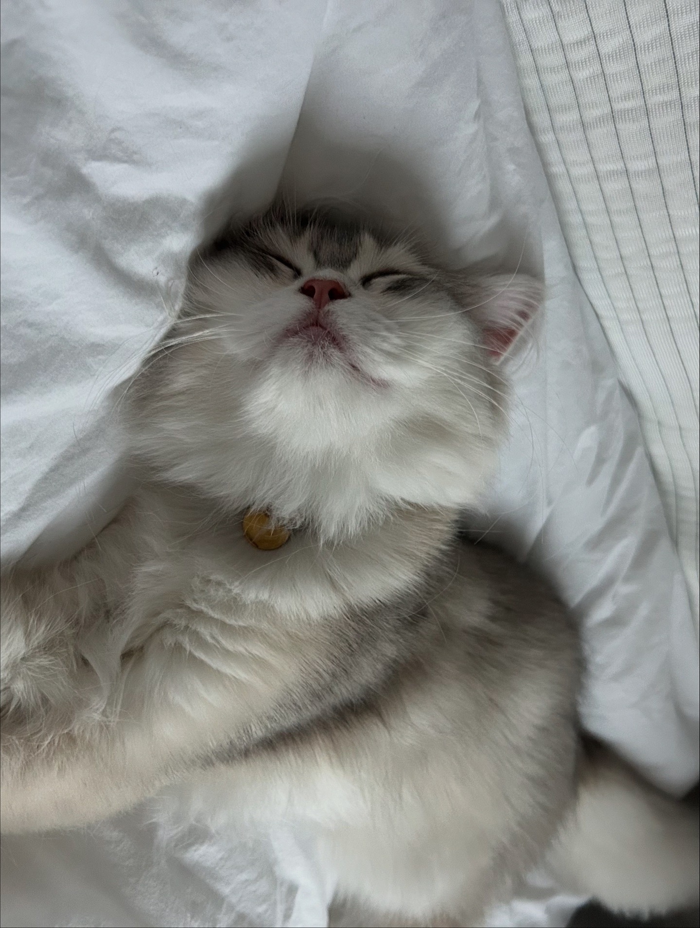 단테와 몰리 고양이 - 귀여운 순간 📸