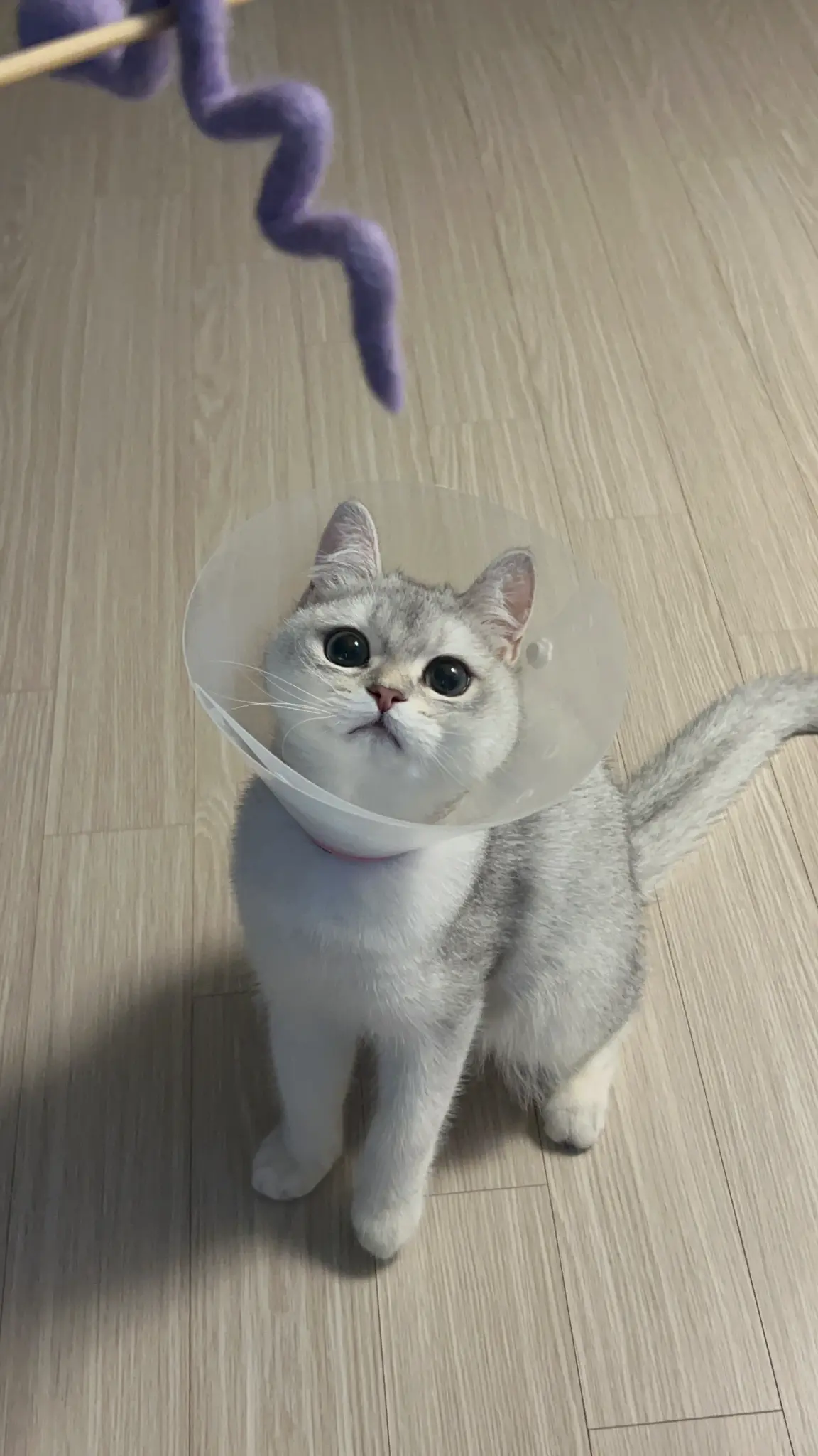 단테와 몰리 고양이 - 우리 사이 🤝