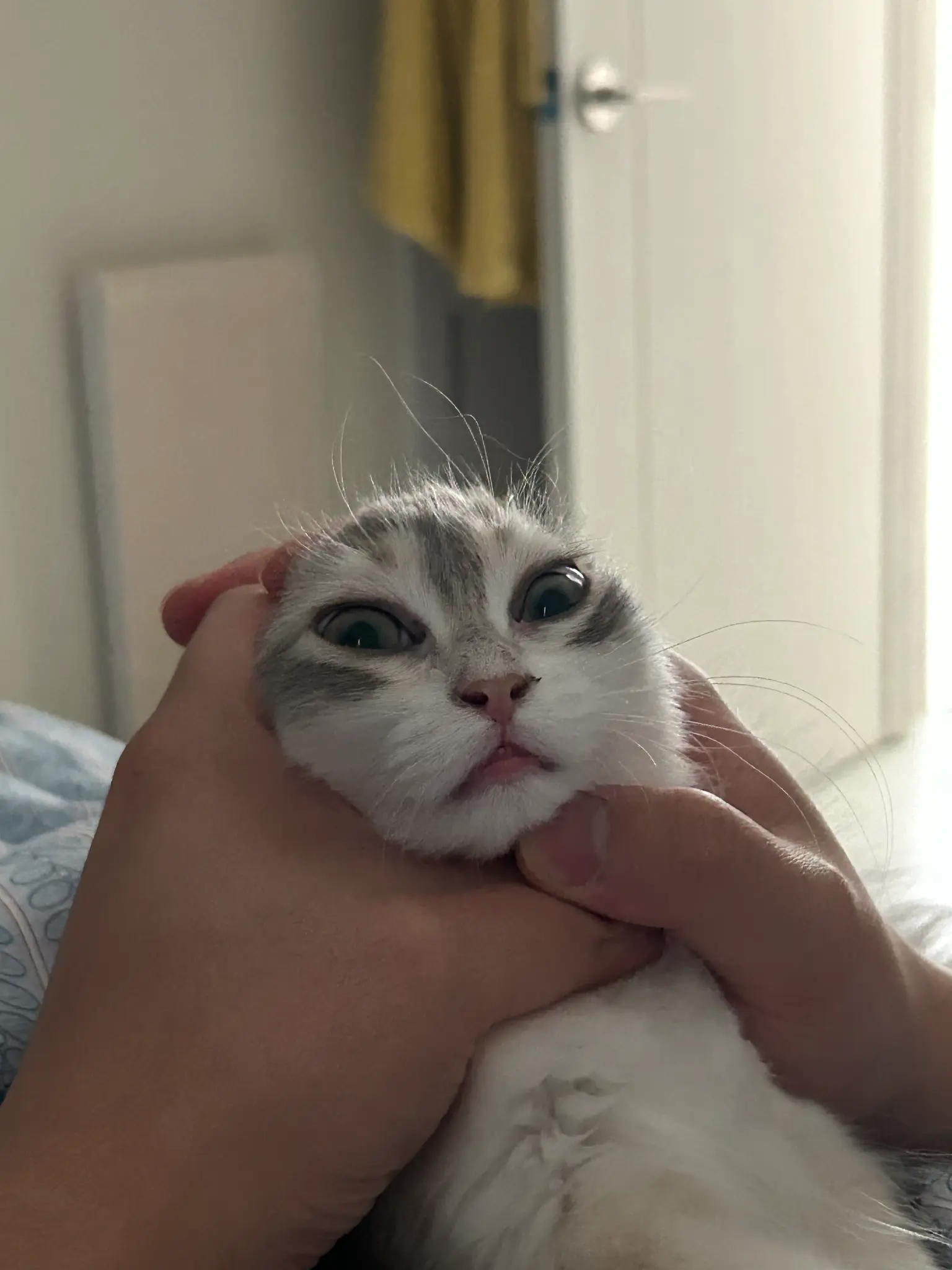 단테와 몰리 고양이 - 오늘의 표정 😸