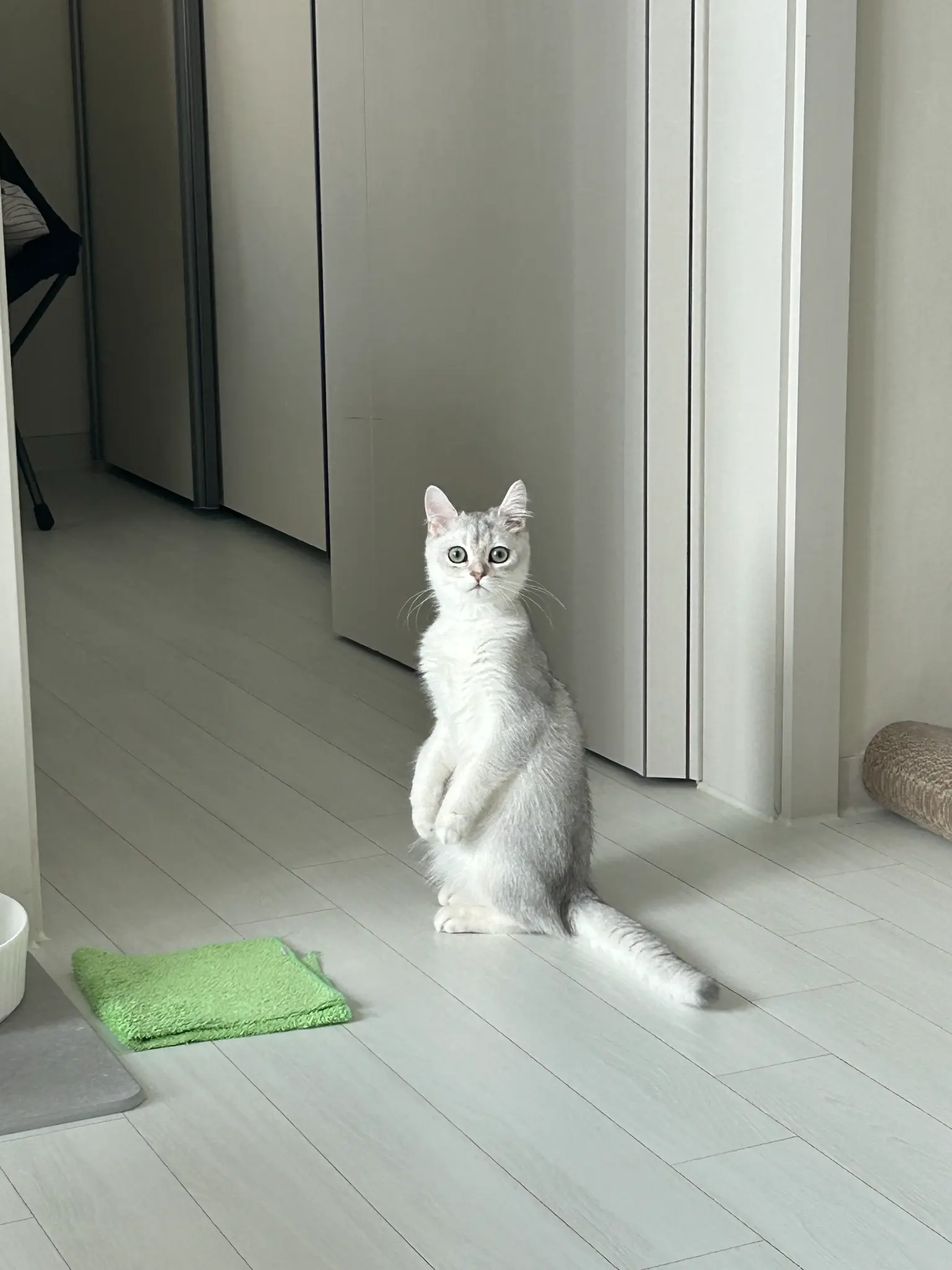 단테와 몰리 고양이 - 귀여운 발바닥 🐾