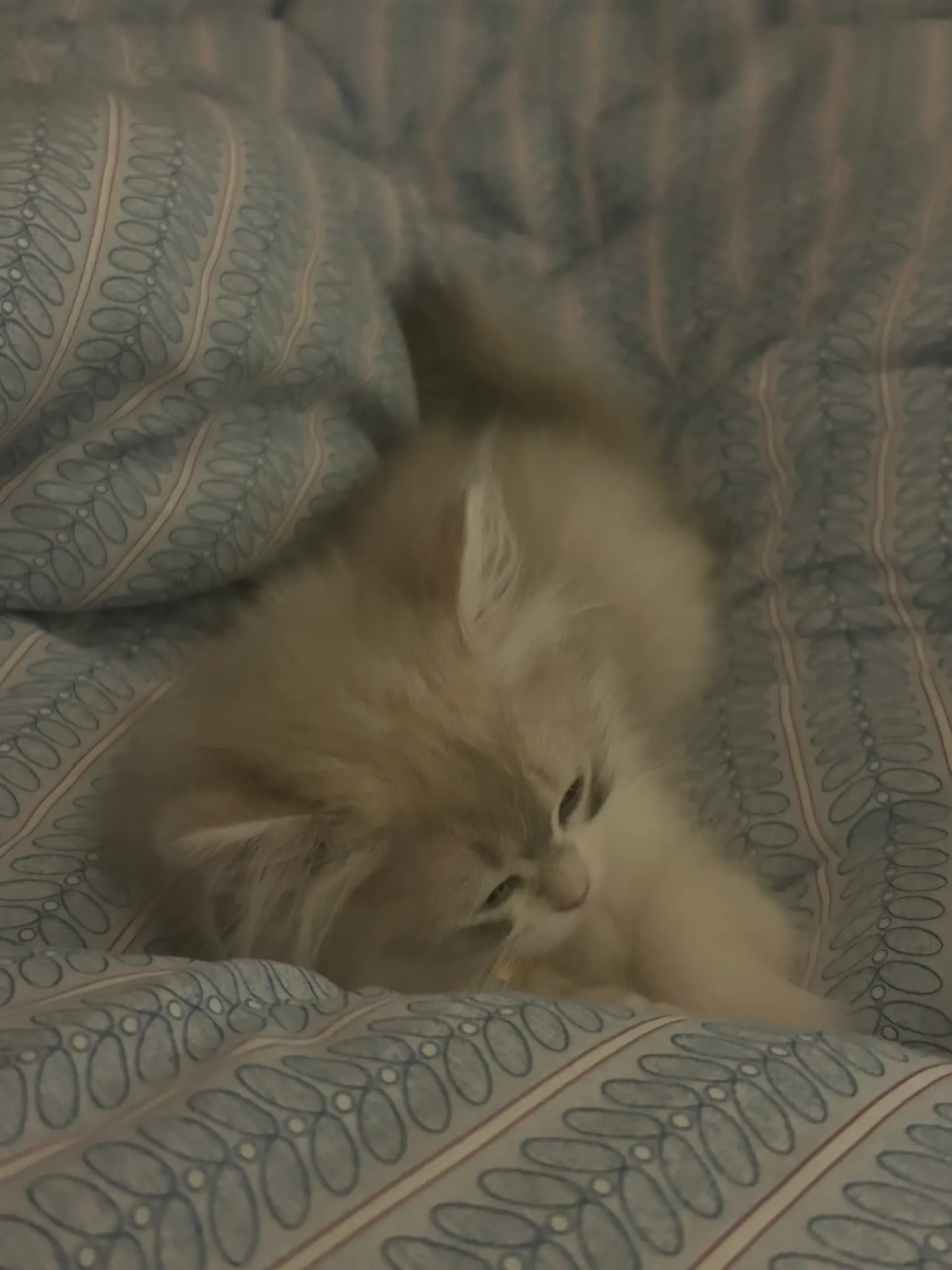 단테와 몰리 고양이 - 함께라서 행복 💕