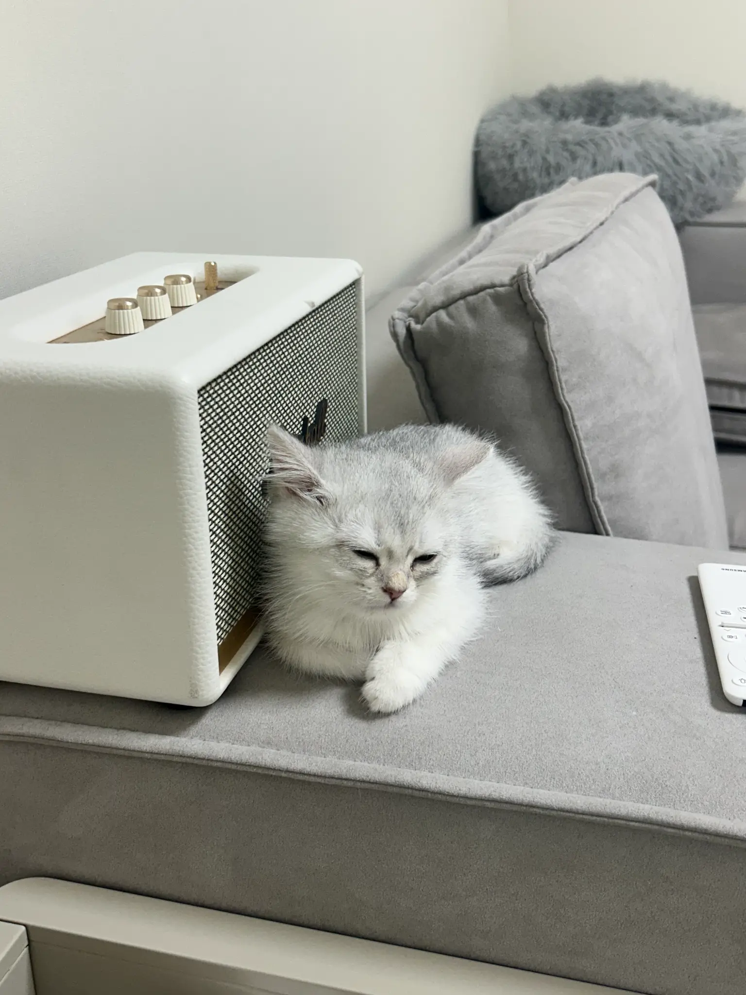 단테와 몰리 고양이 - 여기가 내 자리 🛋️