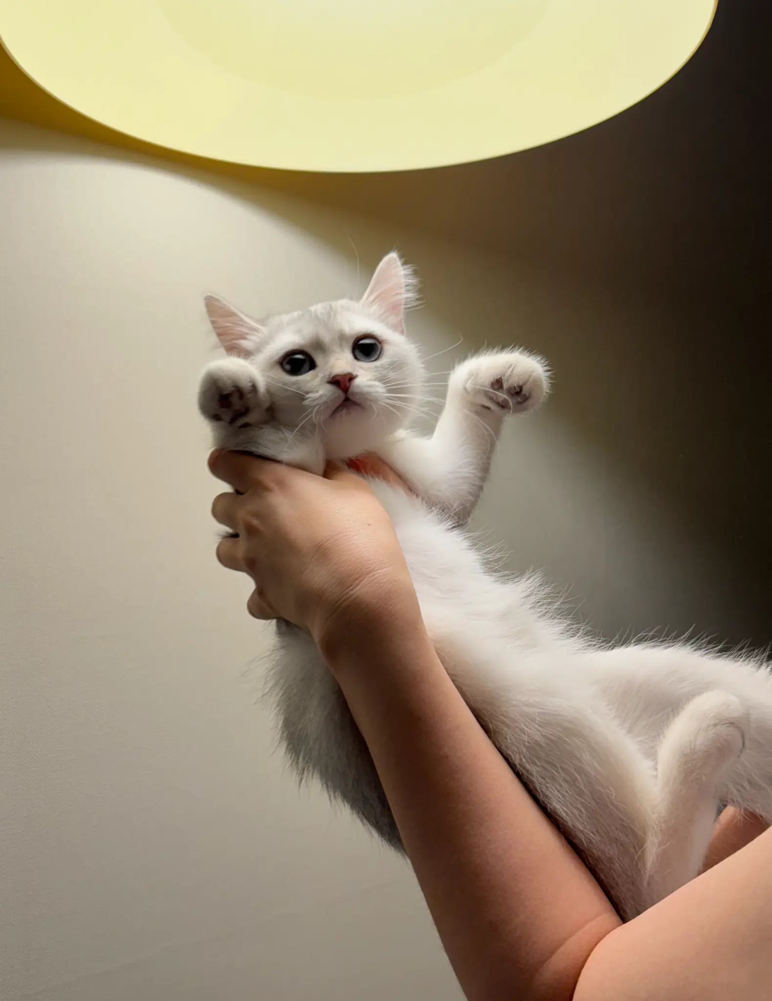 단테와 몰리 고양이 - 낙이의 표정 😼