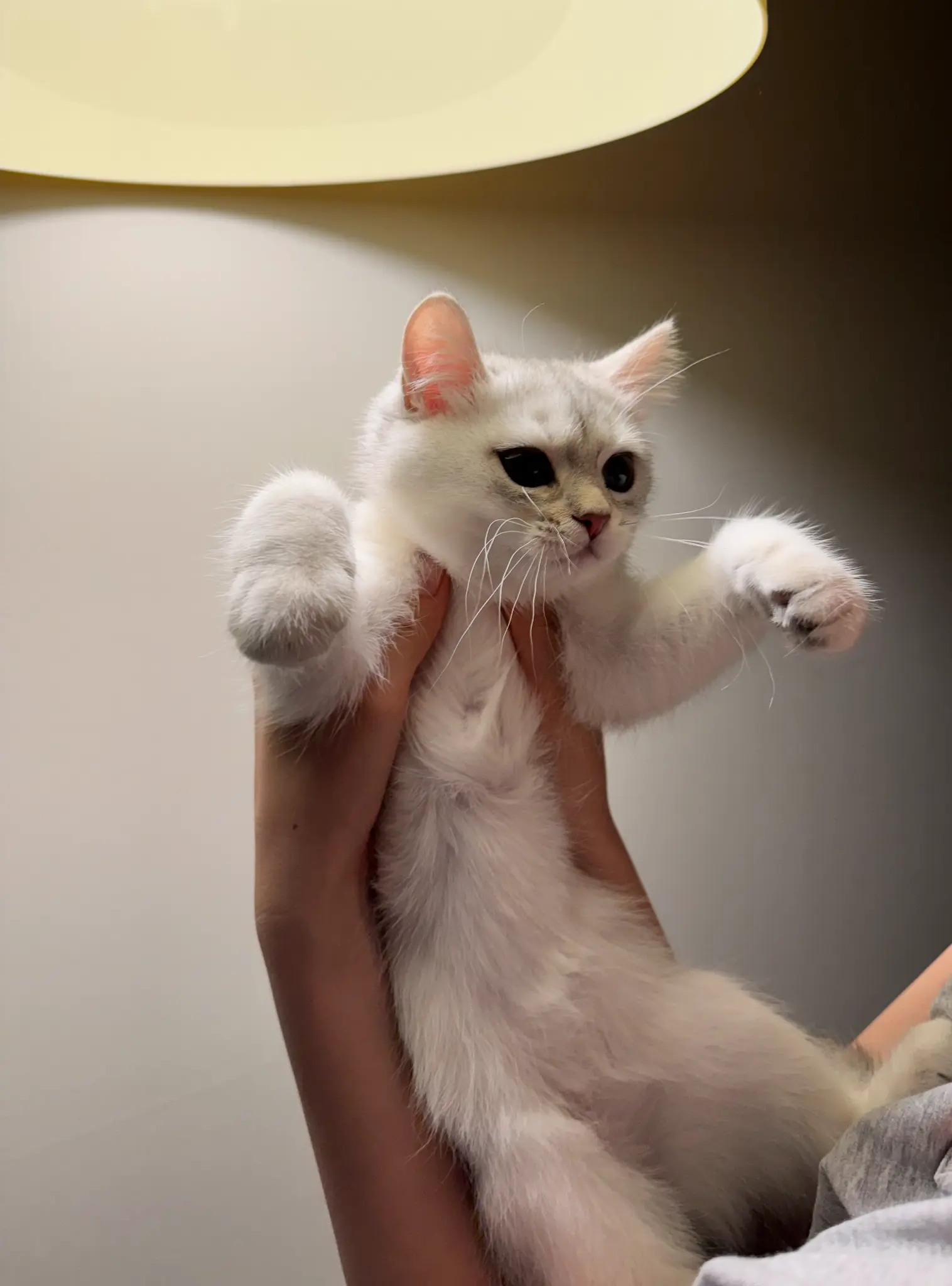 단테와 몰리 고양이 - 오늘의 포즈 🎀