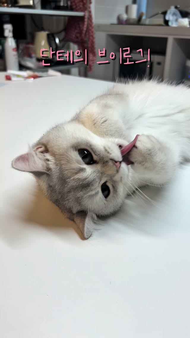 단테의 브이로그💕