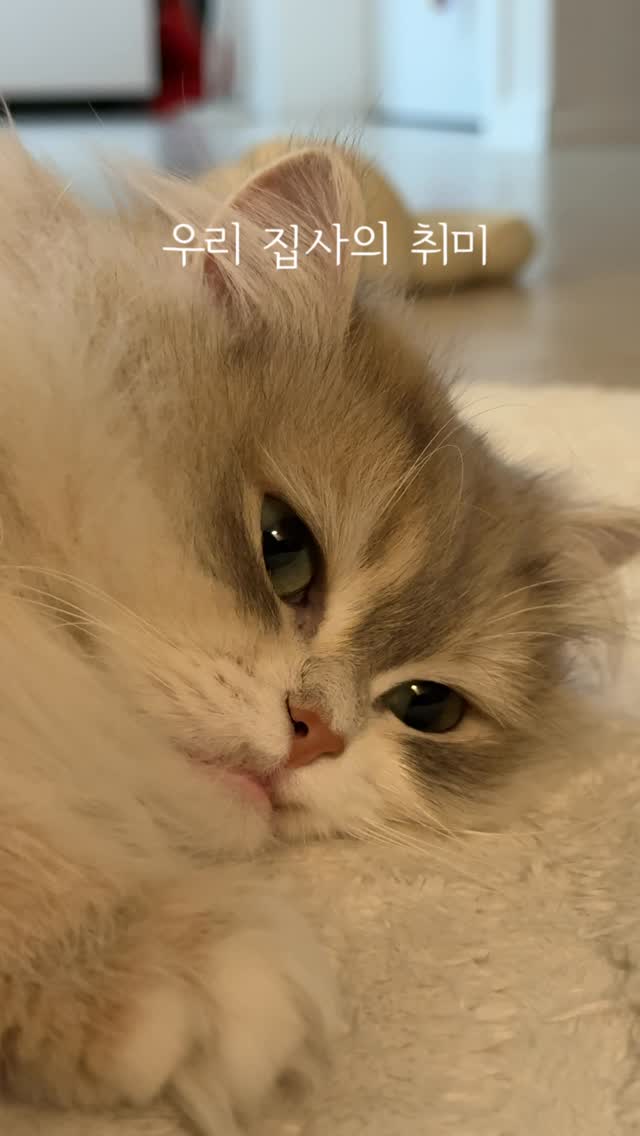 집사의 취미 1탄