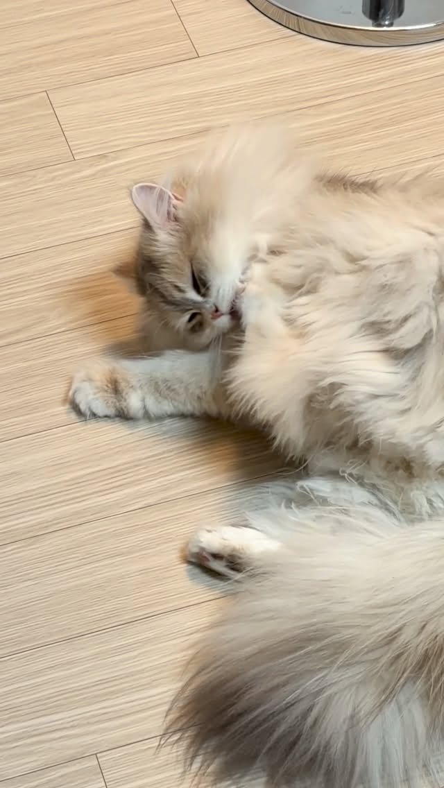 달디단 그녀의 발사탕🍭