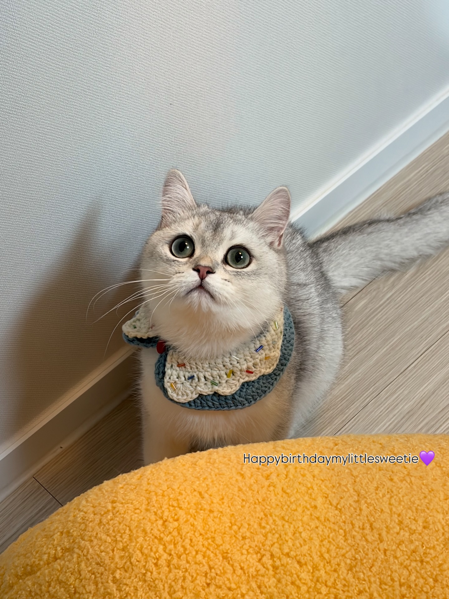 단테와 몰리 고양이 - 조촐한 우리집 겁쟁이 생일파티💙