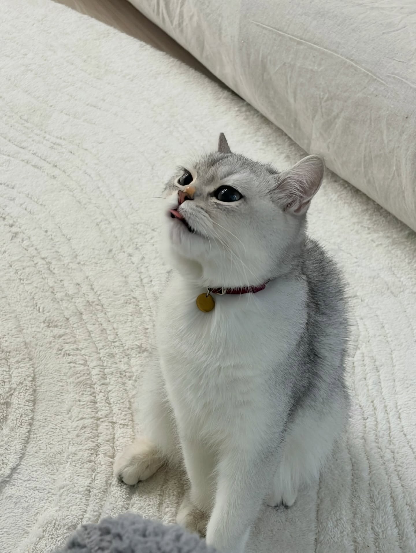 단테와 몰리 고양이 - 집사 폰에만 저장해둔 최애사진💕