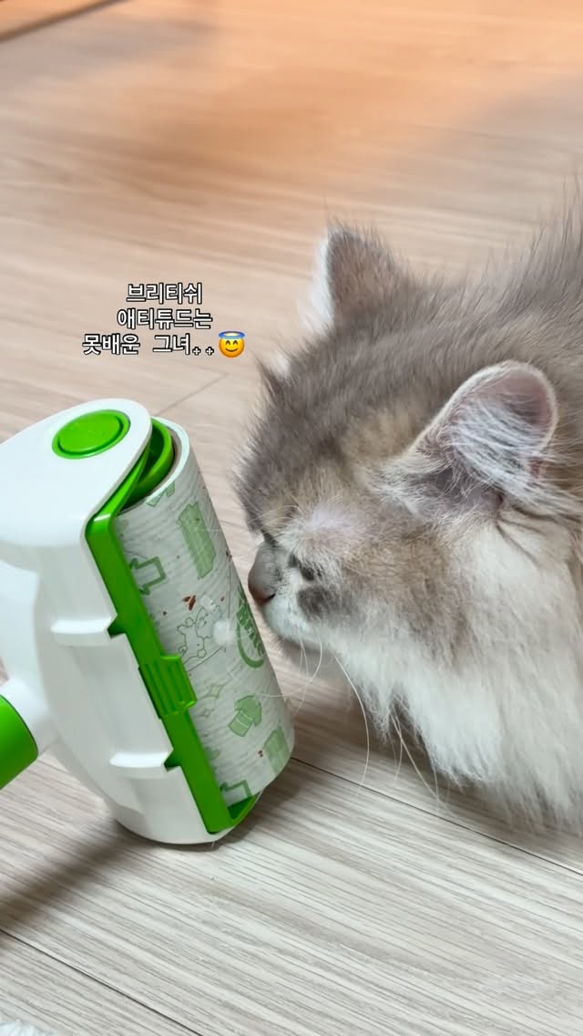 단테와 몰리 고양이 - 부스러기? 다 먹을 수 있는거다🤤