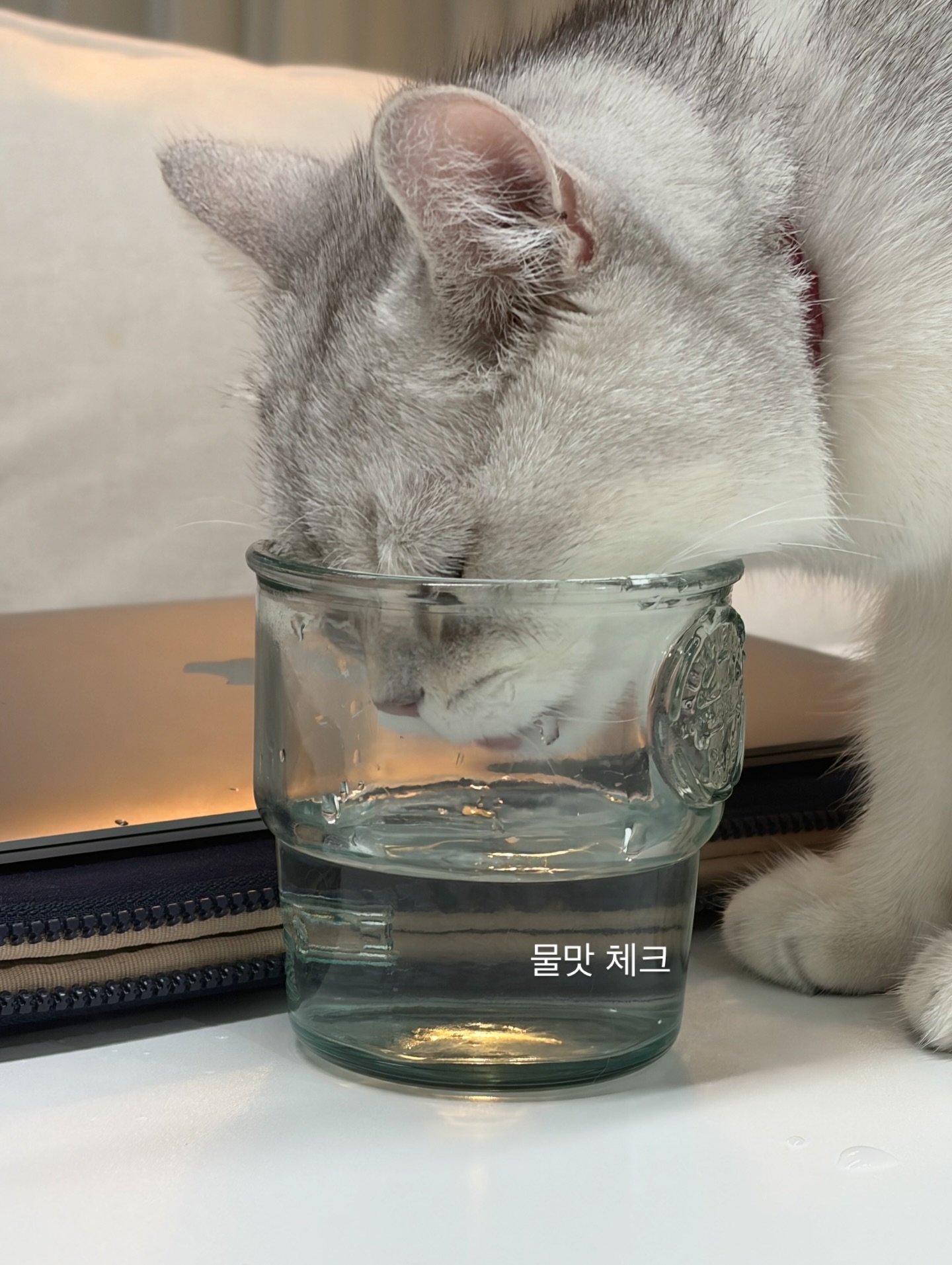 단테와 몰리 고양이 - 내가 물맛 좋게 해줄게🐾 오른발 챱 왼발 챱🐾🐾