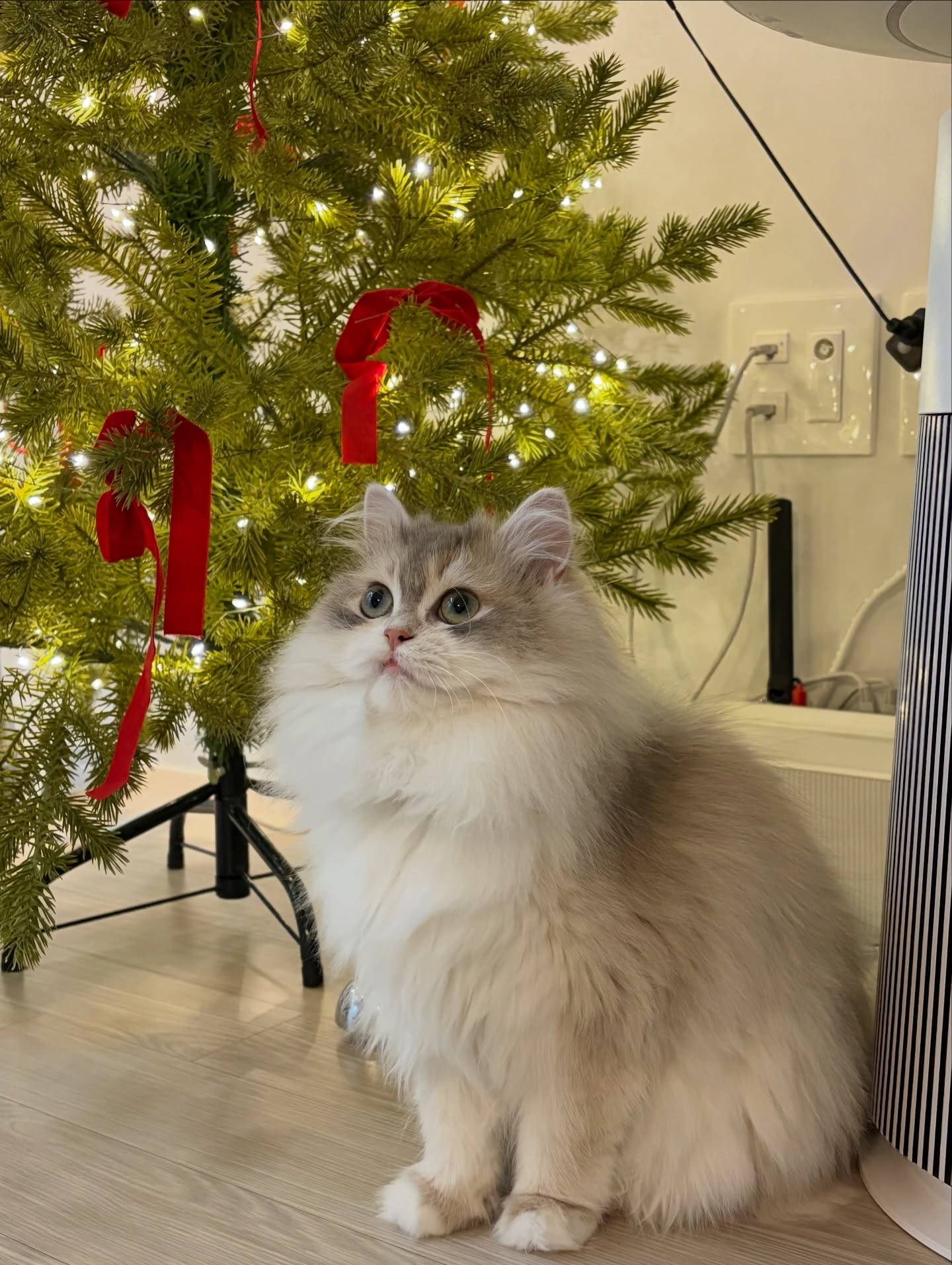 단테와 몰리 고양이 - 산타할아버지 언제 올지 몰라 현장 대기중🎄🎄