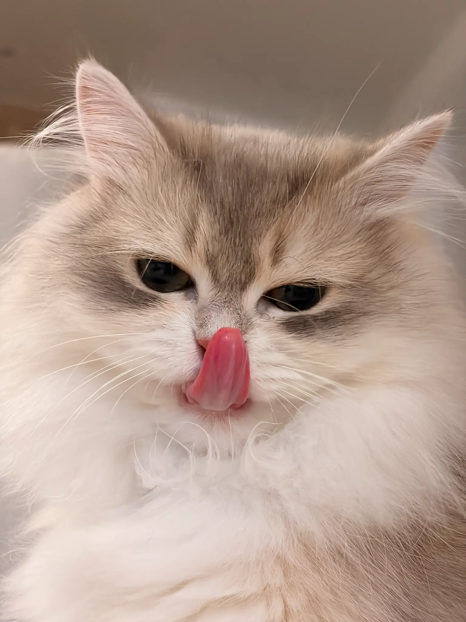 몰리